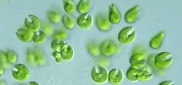 水产养殖业藻类的生命周期,水产养殖常见藻类植物