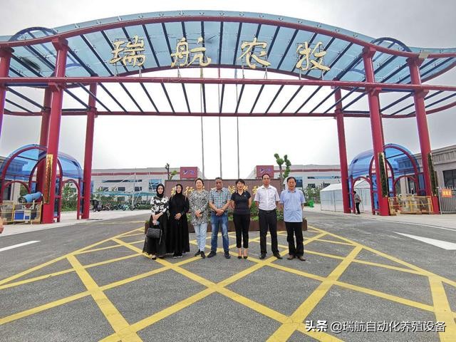 蛋鸡中暑症状及治疗,高温天气鸡中暑咋办