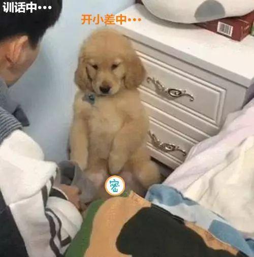 金毛调皮闯祸,金毛又闯祸了小伙气的不耐烦