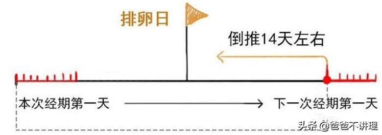 排卵期怎么判断怀孕最准,准备怀孕为啥要测雌二醇和孕酮