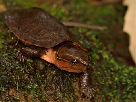 匠志萌宠乐园教学,匠志萌宠