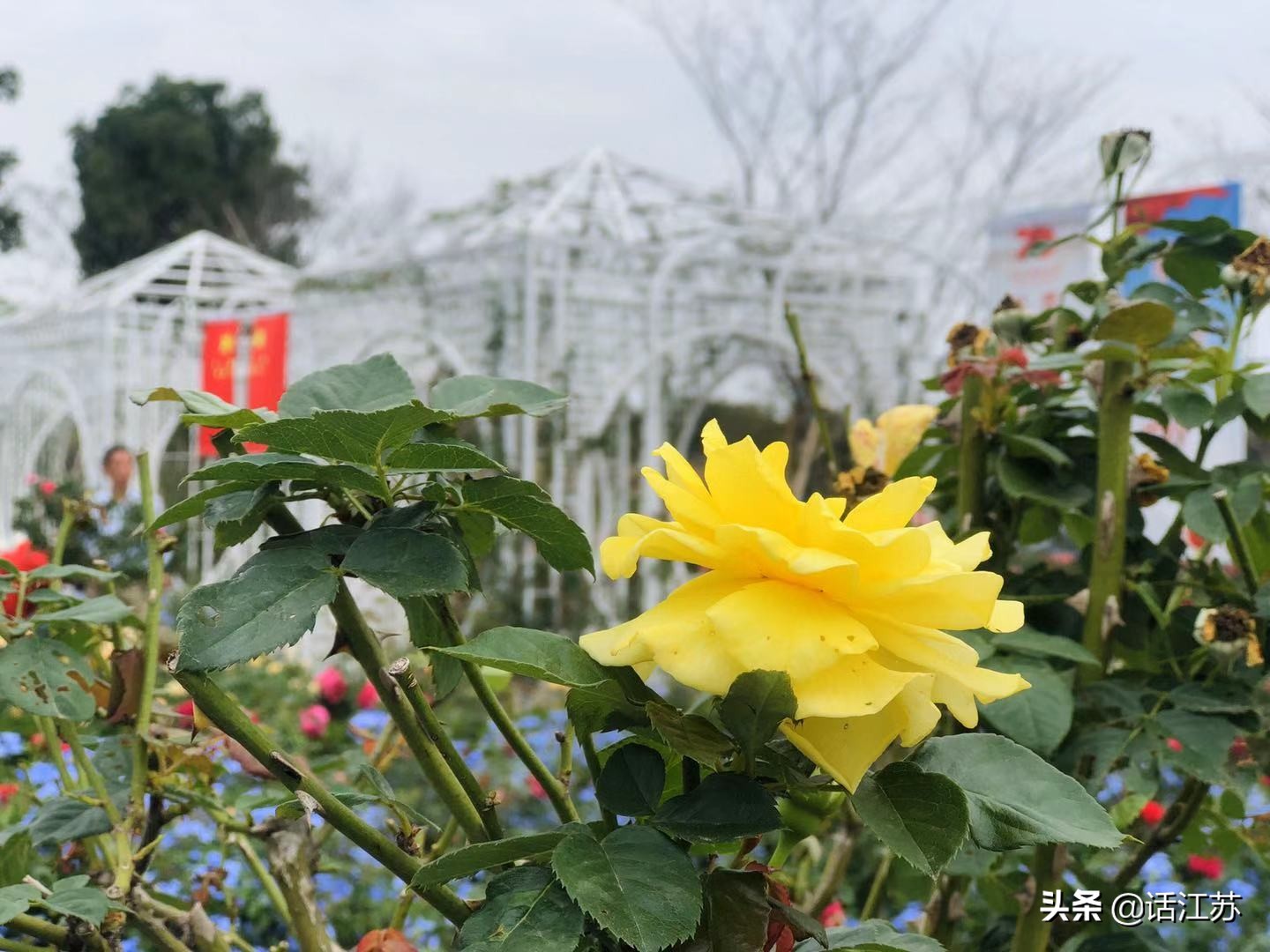 南京赏花的地方有哪里,南京赏花踏青