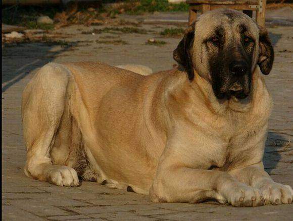 地球最大动物蓝鲸两百吨体重,地球最大的动物是什么动物