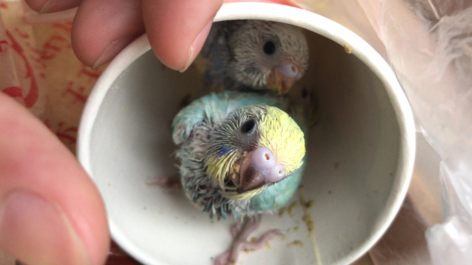 带鹦鹉出去需要准备一些什么,宠物托运护宠攻略