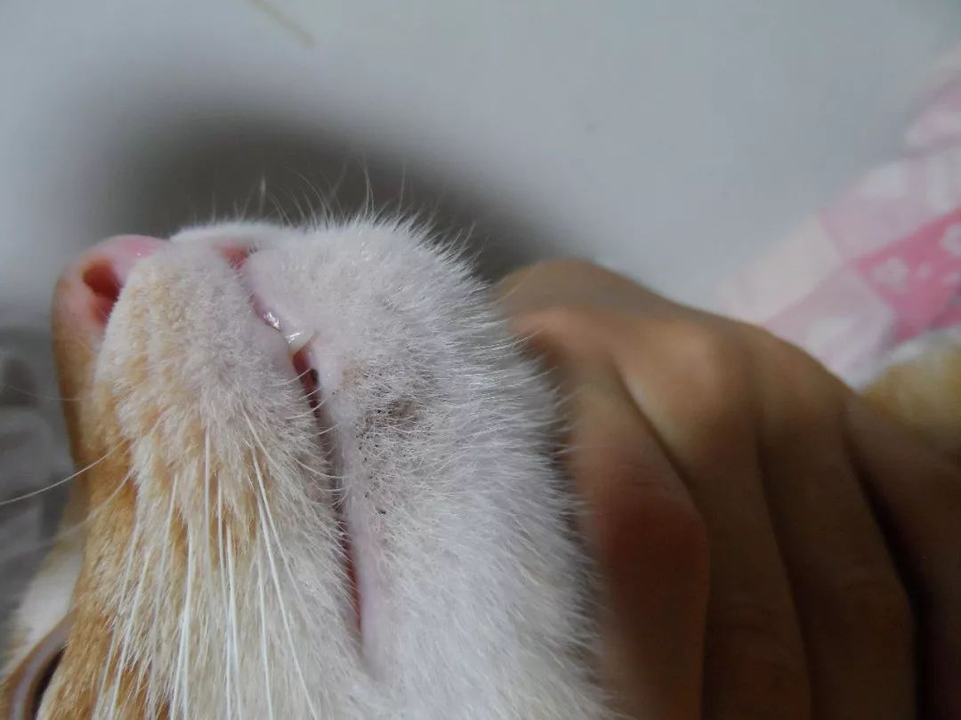 猫咪黑下巴红霉素和凡士林用多少,猫咪总是流棕色眼泪还有点黑下巴