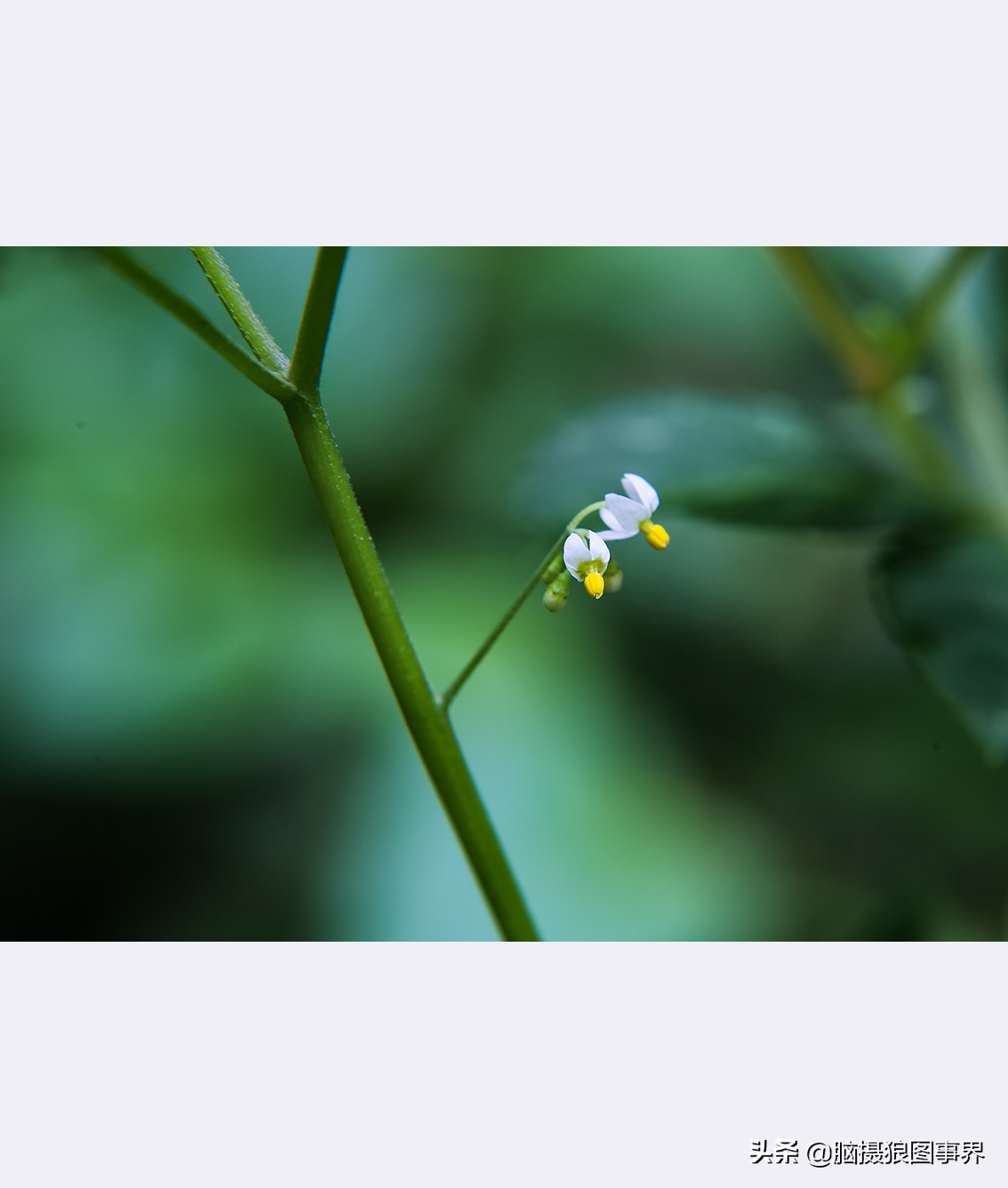 佳能rf24105f4和ef24105f4二代,佳能24105银圈镜头虚化效果