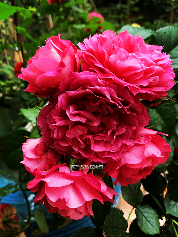 我的玫瑰仙境，请上坐！花市买来的“激素苗”，我这一招很好养活