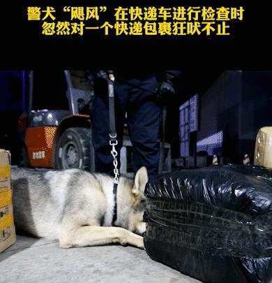 云南缉毒犬查获毒品,云南昆明缉毒犬的训练
