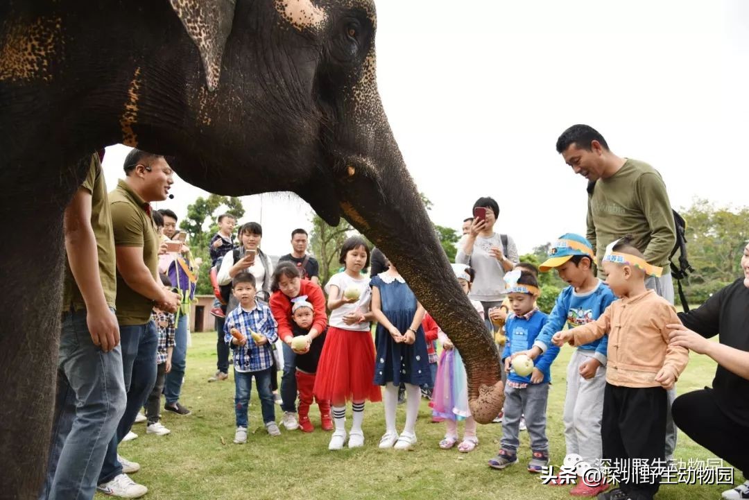 野象谷和大象互动视频,野象谷跟大象互动