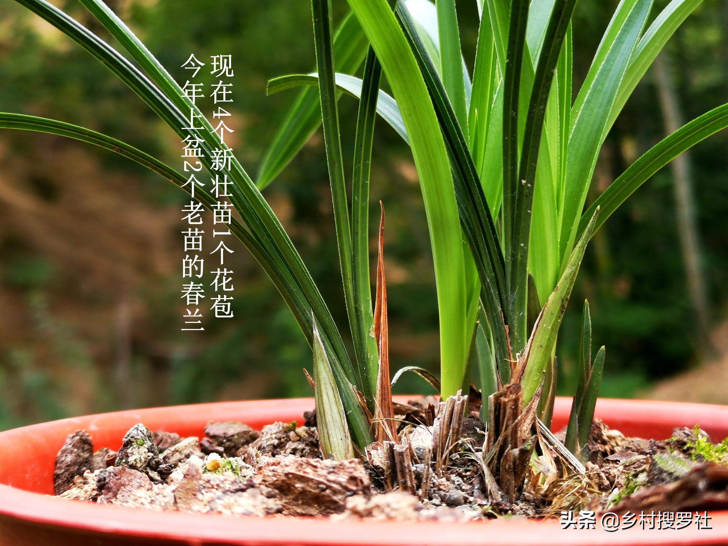 兰花怎么看是壮苗还是粗苗,怎么让兰花快速生根发芽成壮苗