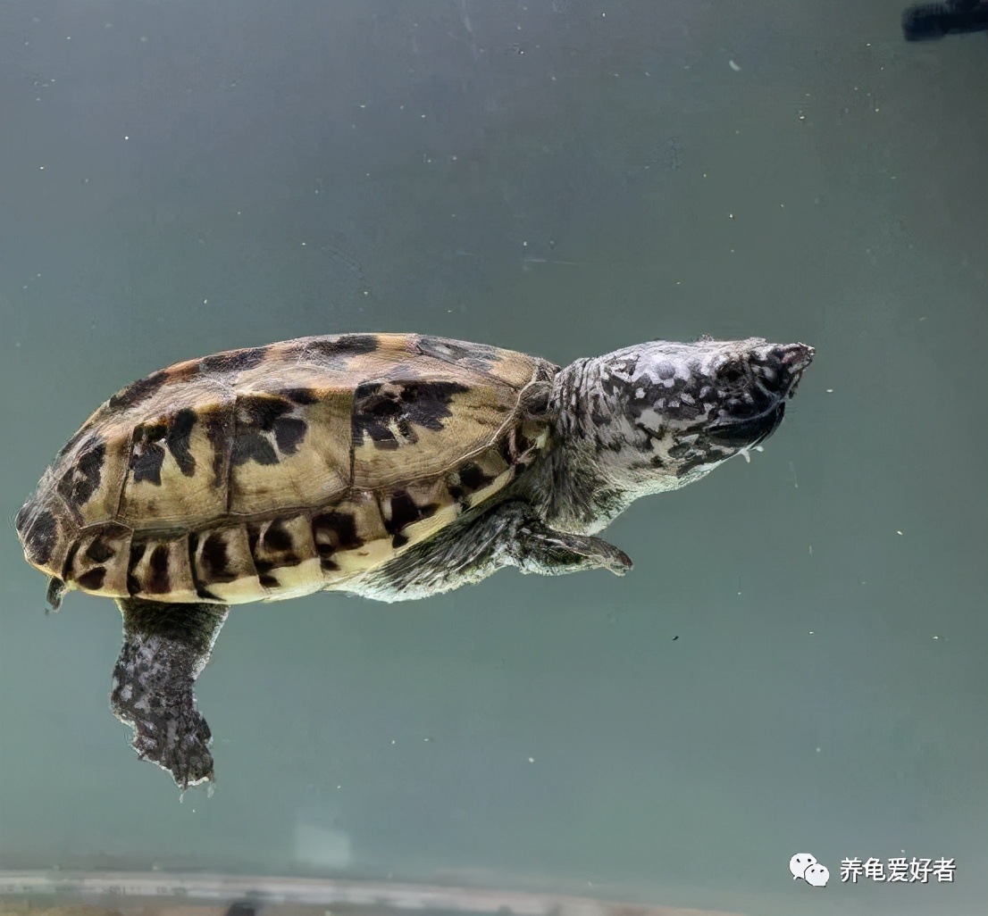 一位合格的养龟爱好者，家中常备这些东东