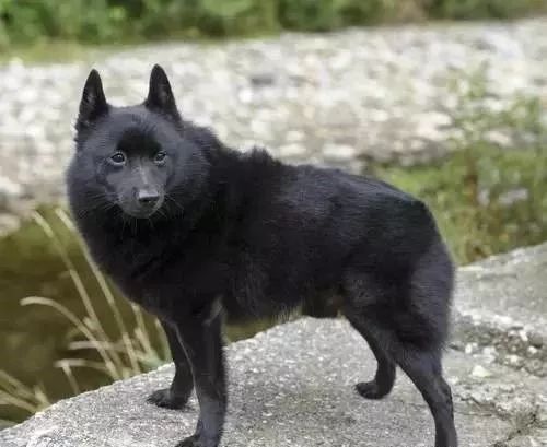 每日一犬爱尔兰猎狼犬,西帕基犬优缺点及性格特征介绍