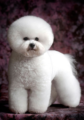 狗狗知识大全100条,狗狗知识百科大全巴哥