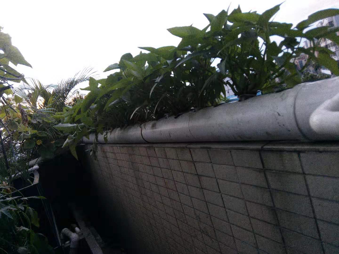 龟菜共生系统,龟菜共生图纸