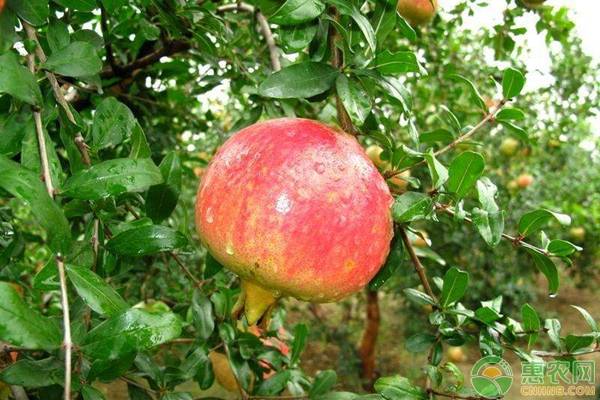 石榴种植技术和管理,石榴的栽培管理需要注意什么