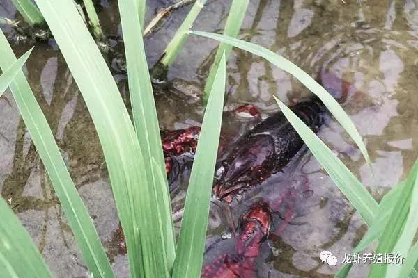 小龙虾养殖前景和市场分析,小龙虾养殖前景及市场分析