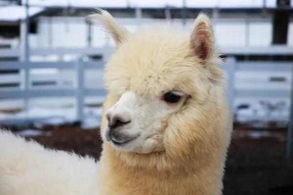 日本最近很火的萌物,日本必买的十大萌物