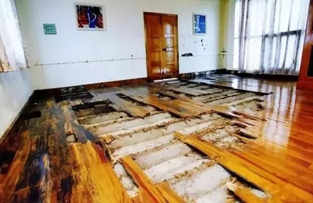 大水蚁进屋能活多久,大水蚁入侵房子