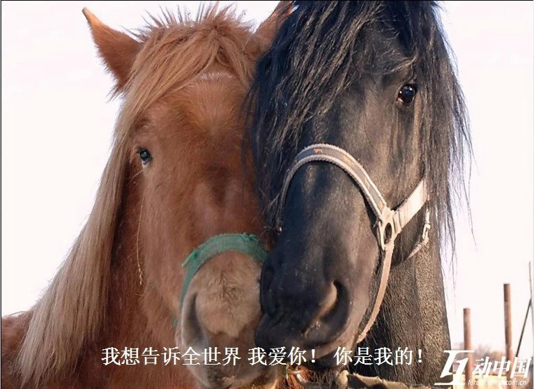 我只想说声爱你,只想再爱你一次