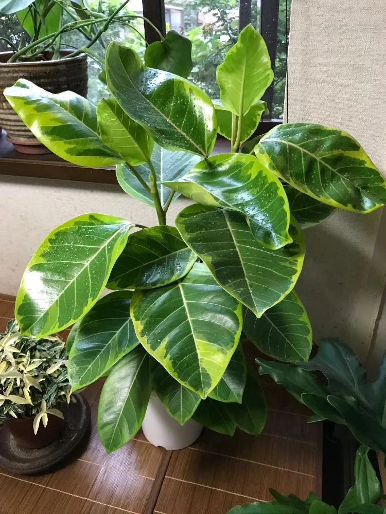 常见的榕属植物,美如画的树