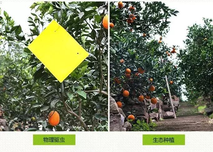 湖北秭归脐橙跟江西甜橙哪个好吃,秭归伦晚脐橙新鲜甜橙9斤