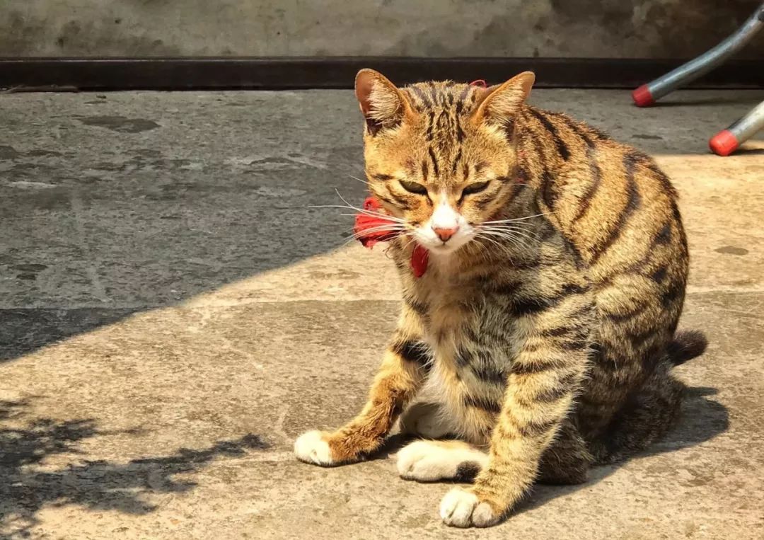 汕头5天旅行怎么吃,汕头两天一夜美食游攻略