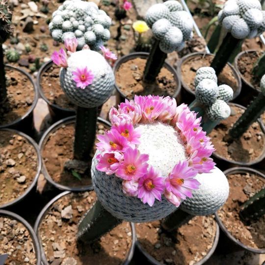 仙人球花期一般持续多久,仙人球早晚开花的变化
