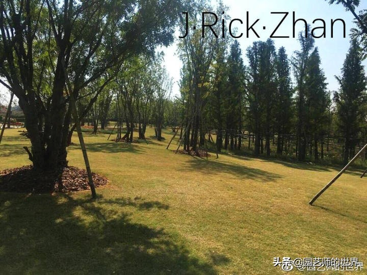 怎样种植草坪技术,果岭草坪的种植养护方法及技巧