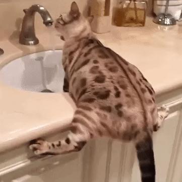 矿泉水要烧开给猫咪喝吗,猫咪纯净水需要烧开给猫咪喝吗