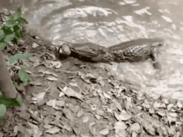 31张活久见的有趣图片,鳄鱼电鳗同归于尽渔翁得利