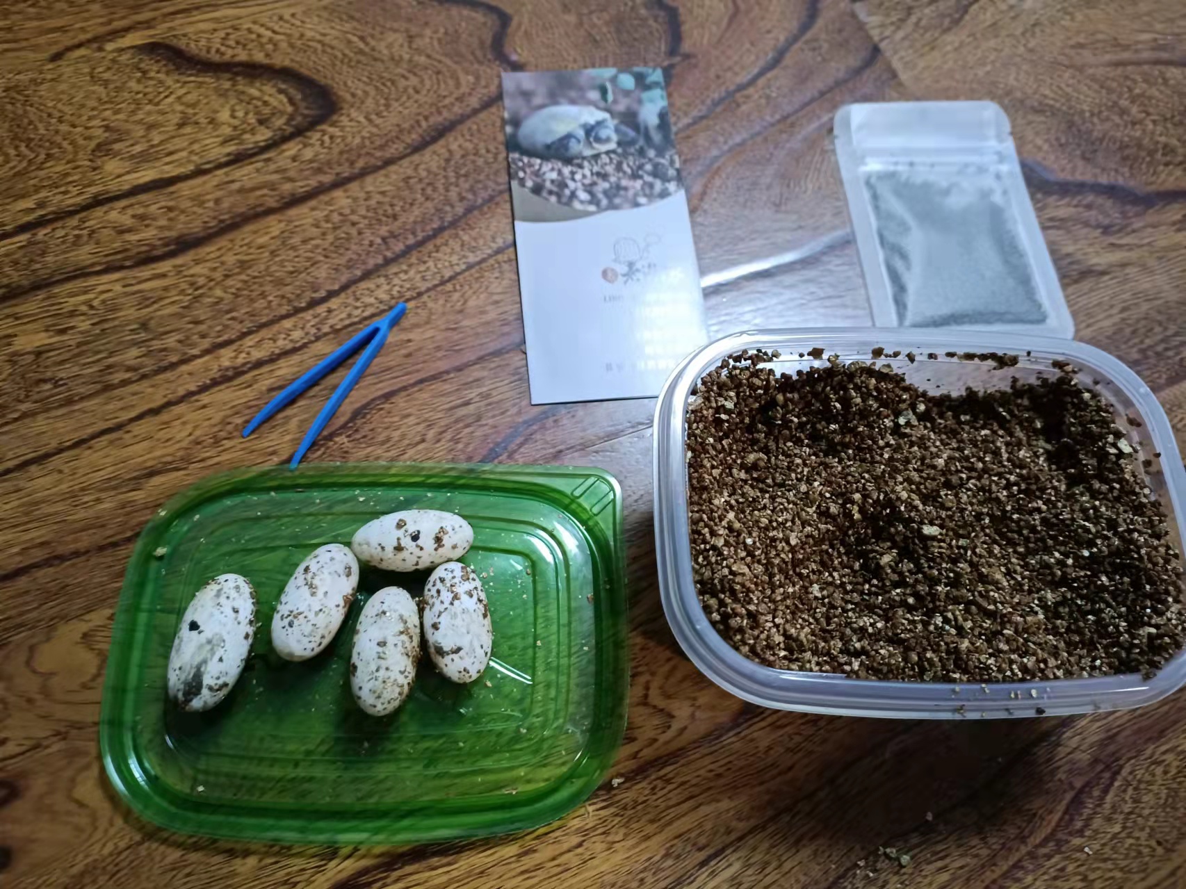 龟蛋孵化出壳怎么养,家养乌龟龟蛋用沙子怎么孵化