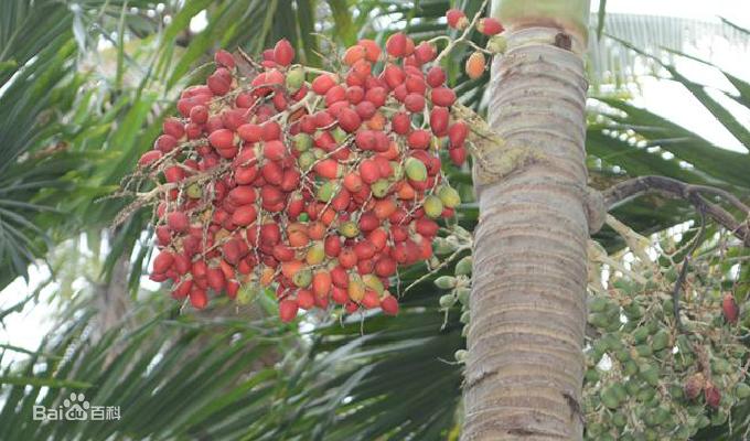 钦州像茶果一样的野果,广西的树结的果子可以吃
