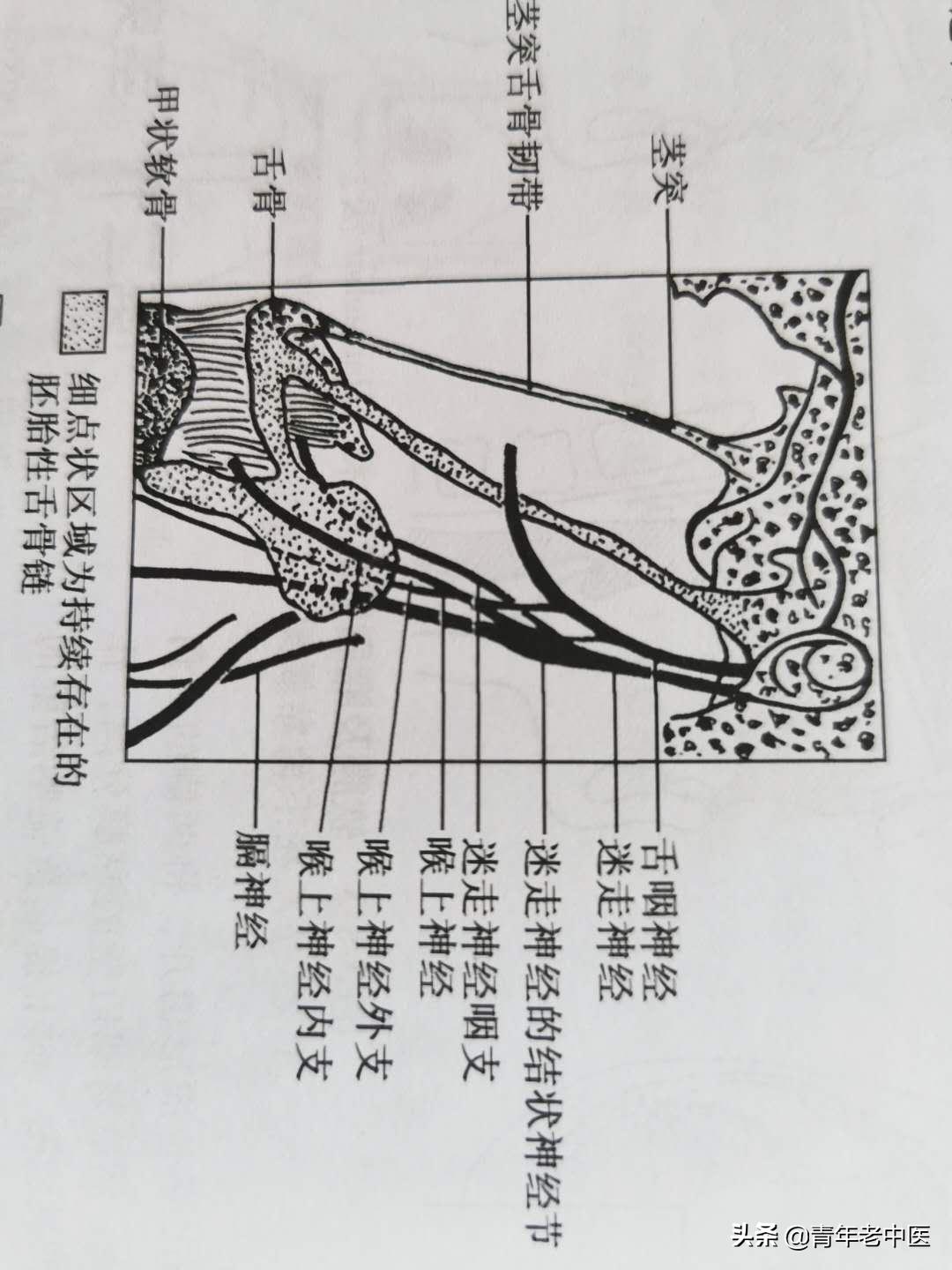 什么？我咽部不舒服，你竟然让我拍X线片？你个庸医