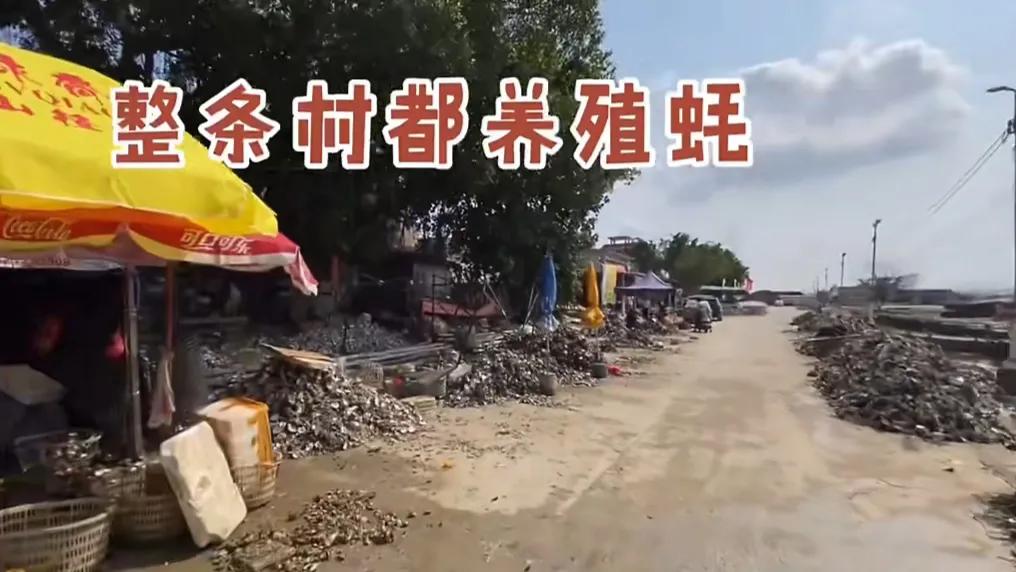 阳西是一个真正的土“蚝”村