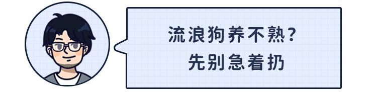 给狗喂吃的会咬你手吗,给狗喂饭要咬到手吗