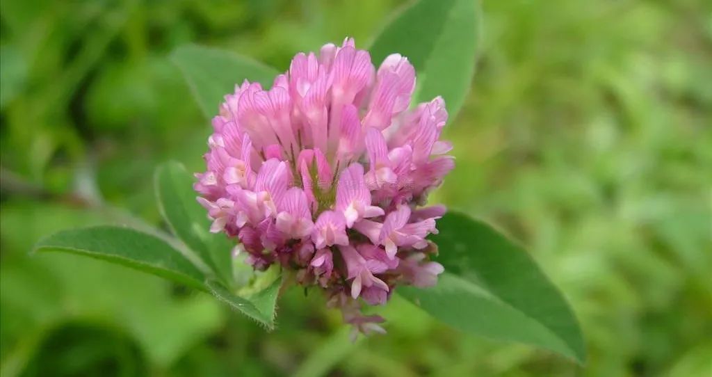 植物百科梧桐树,植物百科香樟树