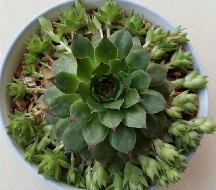 最美的20种多肉,15种最美的多肉