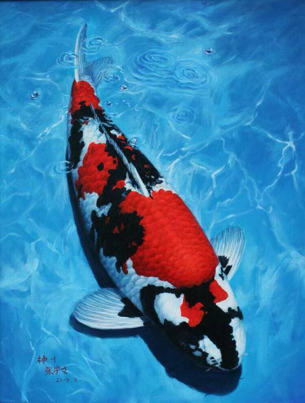 鱼缸养锦鲤鱼技术大全,缸养小锦鲤鱼的基本方法