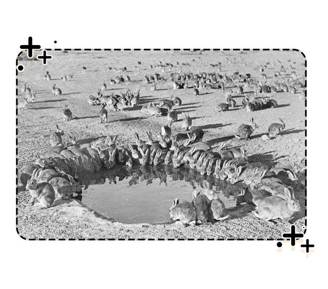 四川人此生最大的疑惑，兔子为啥能把澳大利亚人逼疯（菲李漫画）