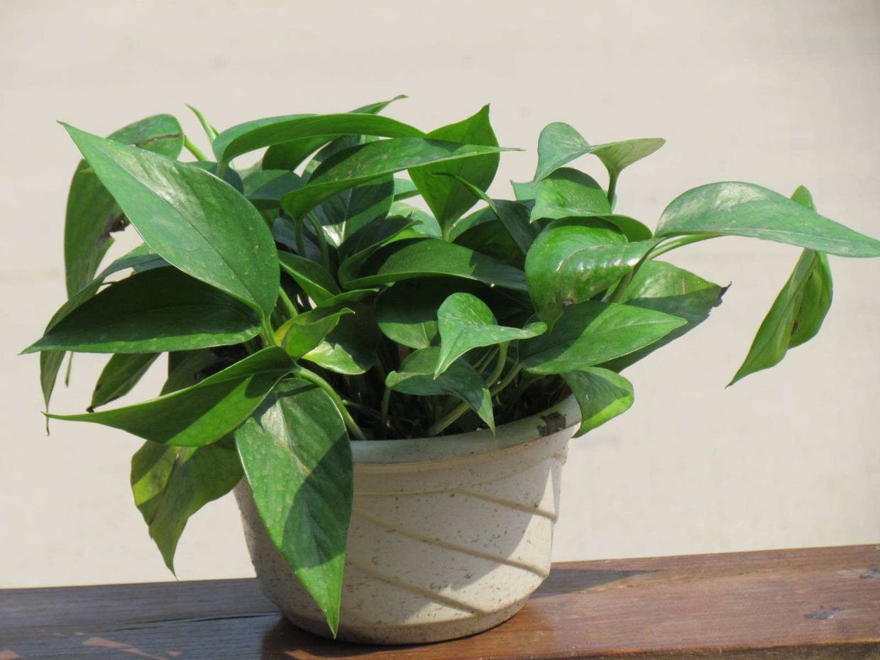 你养的绿萝为什么总是黄叶烂根,绿萝出现烂根黄叶是什么原因