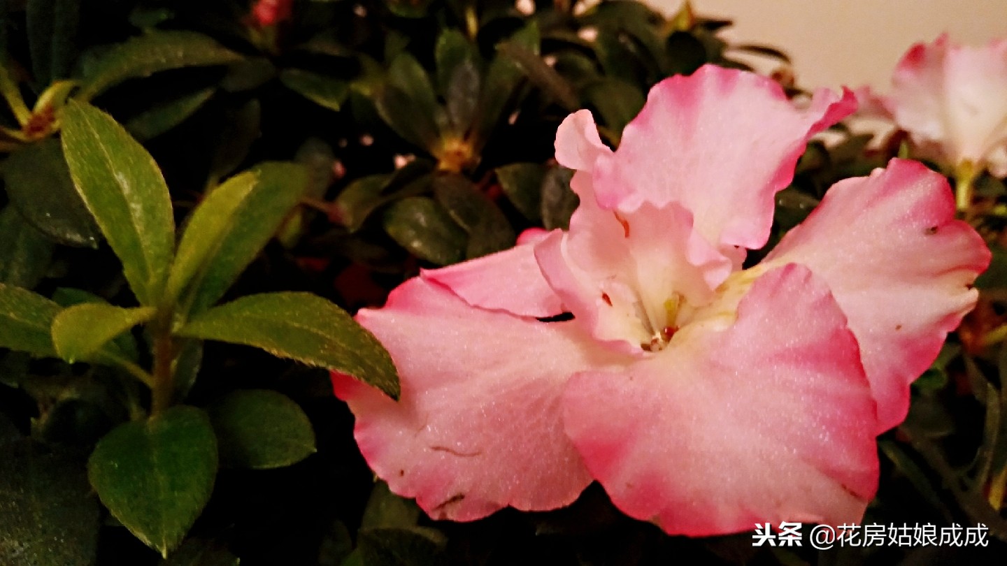 杜鹃花掉叶子怎么补救,杜鹃花掉叶的补救方法