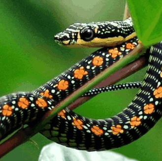 金花蛇飞行秘诀,金花蛇为何会飞