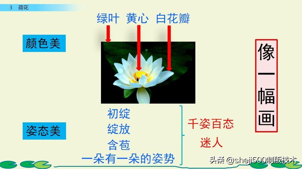部编版三年级下册语文3荷花讲解,三年级下册部编语文荷花教学视频