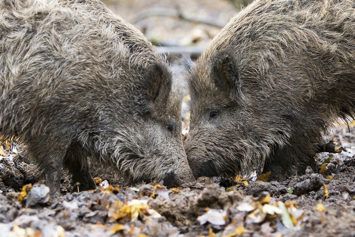 野猪来了用鞭炮怎么驱赶野猪,野猪毁坏庄稼如何驱赶野猪怕什么