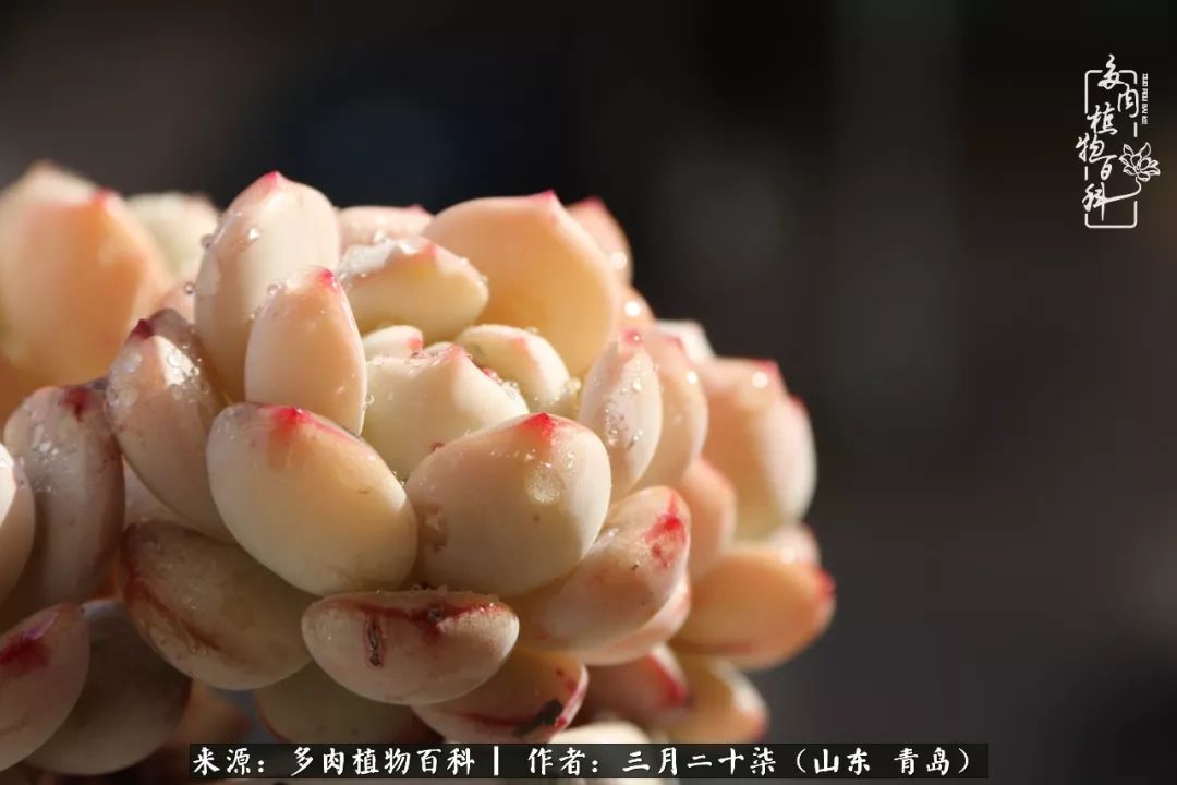 有多肉，有狗狗，给生活多一点惊喜