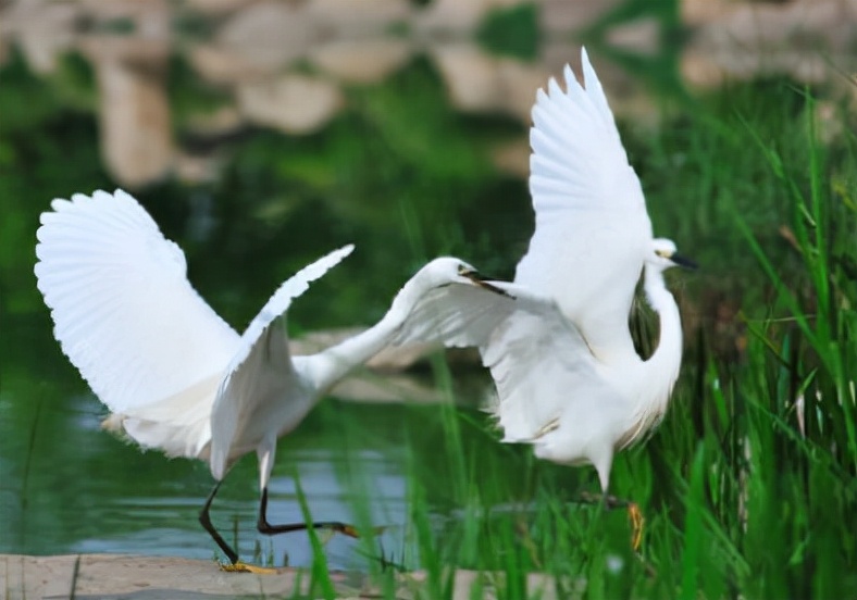 三人行古诗朗诵,三人行诗歌