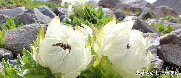 疆客巴州名优特产,疆好货新疆特产干果