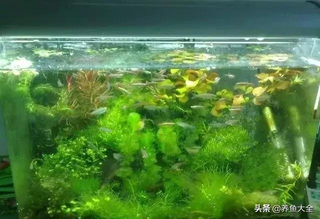 鱼缸痢特灵水黄怎么办,鱼缸水黄怎么解决视频