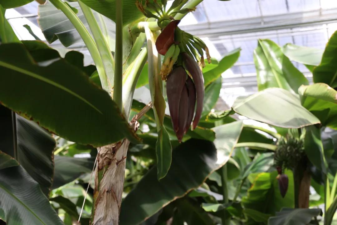 祖国颂|走进大梨树看小康