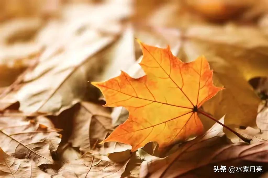 杜甫登高的深度解析,杜甫登高所蕴含的情感有